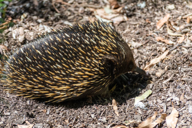 istock Short-beaked echidna (Tachyglossus aculeatus) in Australia. 1351102426