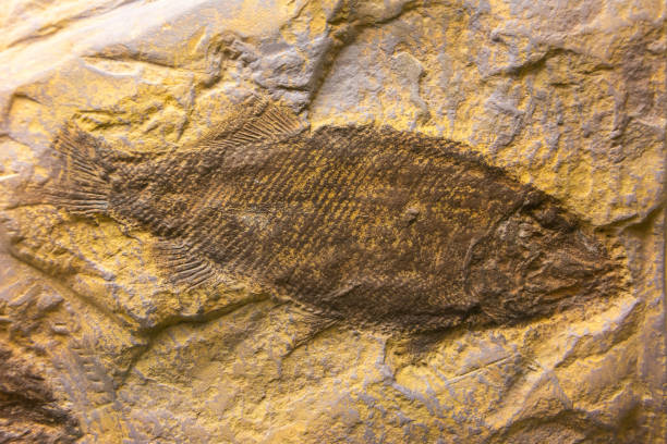 fossile di un pesce con le pinne raggiate (promecosomina) risalente al periodo triassico. - triassic foto e immagini stock