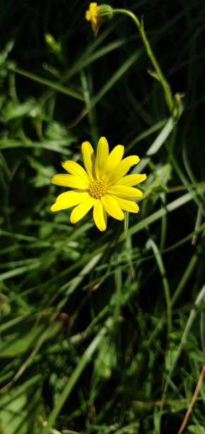 istock A bright yellow flower in a field 1351102572
