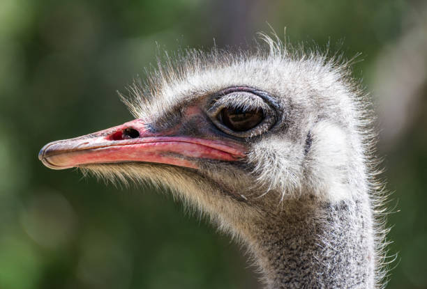 Common ostrich (Struthio camelus) Portrait of a Common ostrich (Struthio camelus) somali ostrich stock pictures, royalty-free photos & images