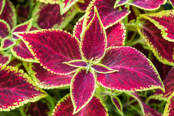 istock Leaves of coleus plant. 1351103359