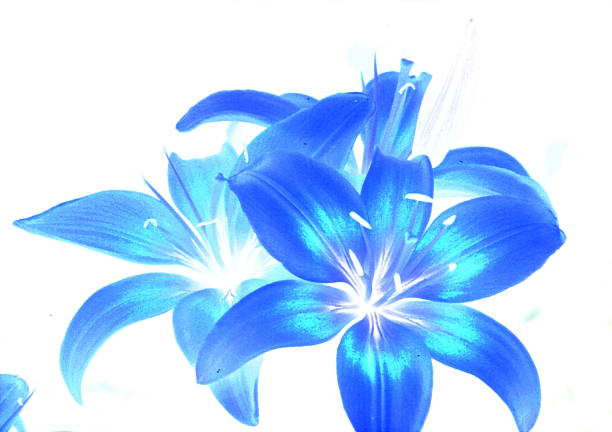 Blue lilies painting. Modern art. 3D rendering