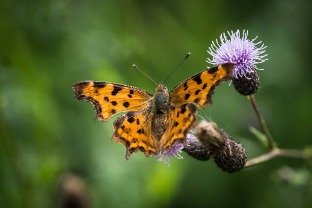 Cfalter butterfly fauna closeup animal insect copyspace