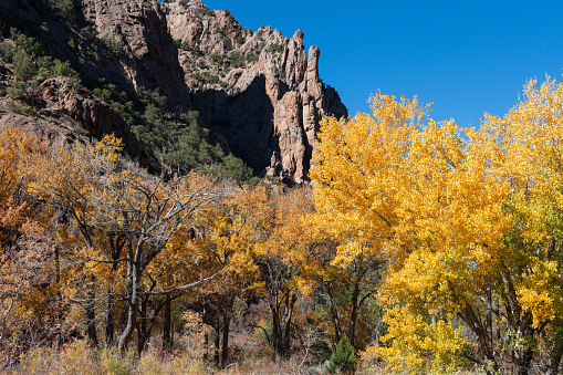 Dark afternoon shadows on red, rocky cliffs emphasize brilliant autumn foliage on cottonwoods in western Colorado's Unaweep Canyon on a beautiful October day with blue sky and no people.