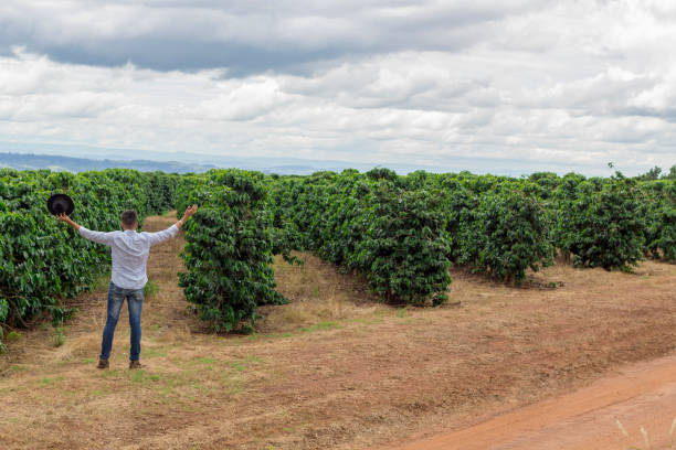 Smiling man picking coffee beans on a sunny day. Coffee farmer is harvesting coffee berries in Brazil