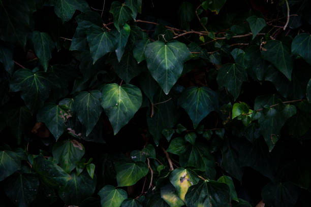 istock An area with long green  ivy. Nice for green background. 
Close-up image 1351105703