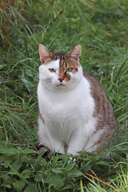 istock Chat domestique - Domestic cat (Felis catus). 1351105905