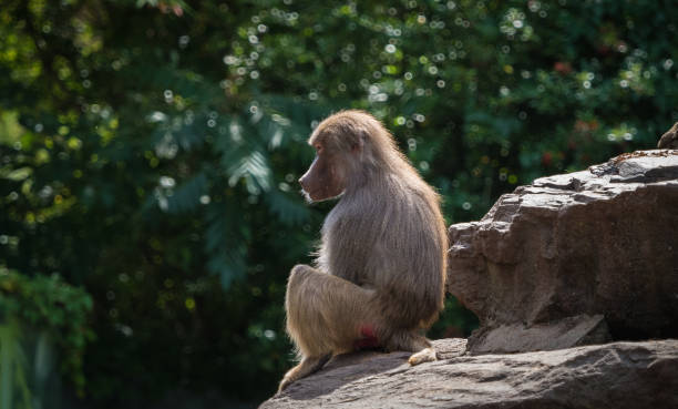 istock A macaque monkey closeup in a zoo in neunkirchen, copy space 1351108791