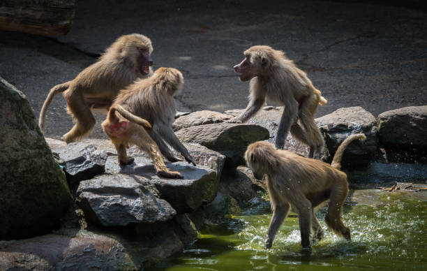 A macaque monkey group in a zoo in neunkirchen, copy space