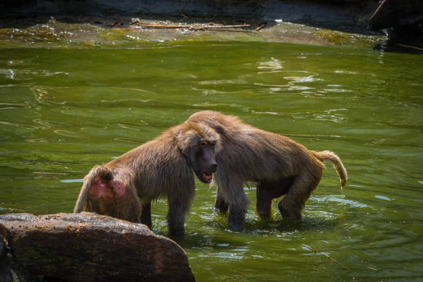 istock A macaque monkey group in a zoo in neunkirchen, copy space 1351108861