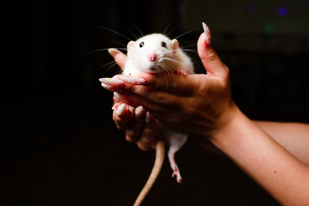 istock White decorative rat in her arms on a black background. 1351108890