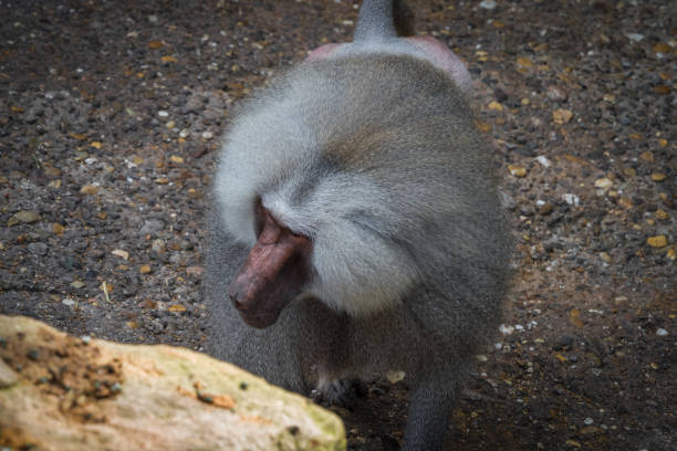 A macaque monkey closeup in a zoo in neunkirchen, copy space