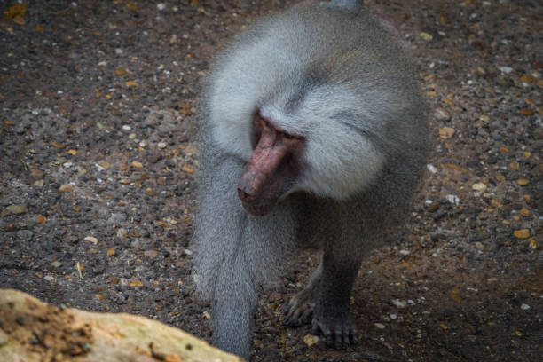 A macaque monkey closeup in a zoo in neunkirchen, copy space