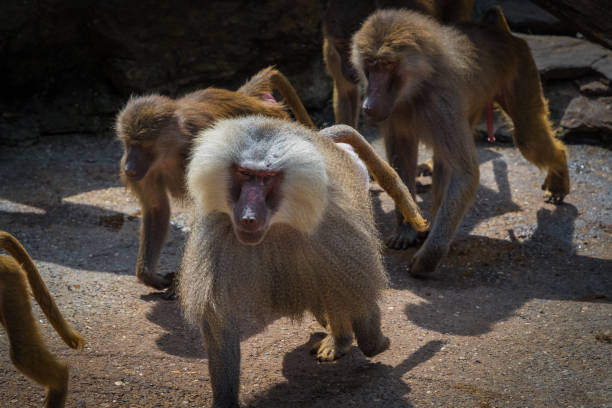 A macaque monkey group in a zoo in neunkirchen, copy space