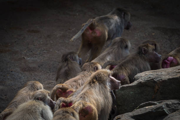 A macaque monkey group in a zoo in neunkirchen, copy space