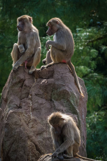 A macaque monkey group in a zoo in neunkirchen, copy space