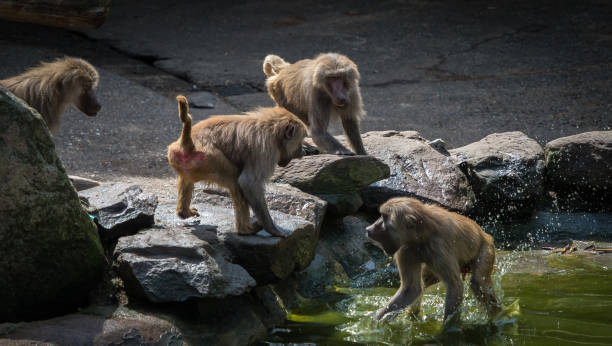 A macaque monkey group in a zoo in neunkirchen, copy space