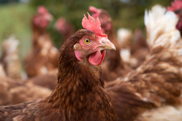 istock flock of healthy chicken 1351110417