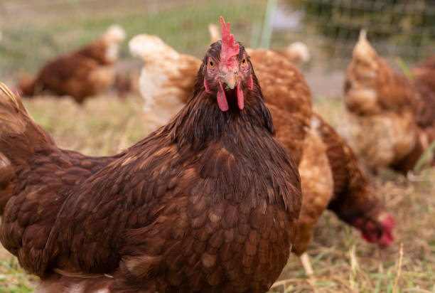 istock flock of healthy chicken 1351110465