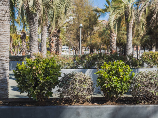 istock Vegetation next to Muelle Uno in Malaga. Decoration concept 1351111474