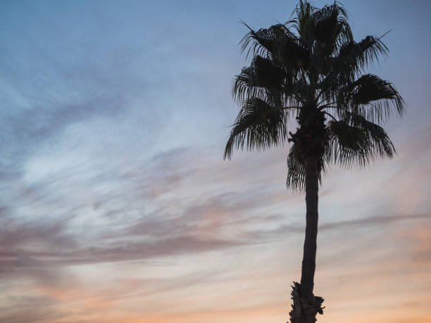 Palm tree silhouette with purple sky by sunset