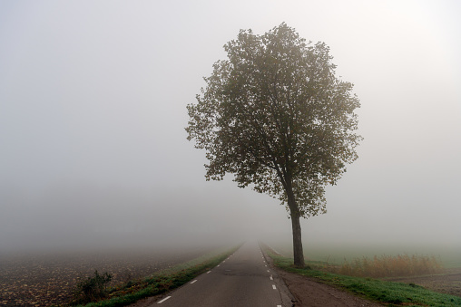 Solitary tree along the side of a Dutch country road. It is a very foggy morning in the fall season.