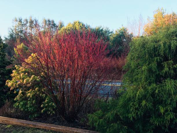 istock Dogwood at sunrise 1351113196