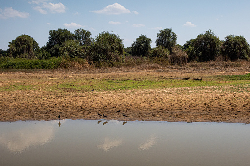 Birds on the edges of a dry lake in Pantanal, Brazil.