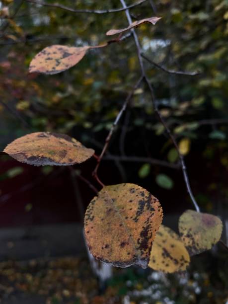istock autumn leaves in the forest at night close-up 1351114682