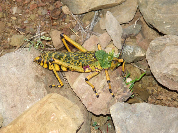 Green Milkweed Locust (Phymateus leprosus), walking on rocks near Barrydale in the Klein Karoo region of the Western Cape Province in South Africa A large Green Milkweed Locust (Phymateus leprosus) in the dry Klein Karoo semi-desert region of the Western Cape Province in South Africa bush land natural phenomenon environmental conservation stone stock pictures, royalty-free photos & images