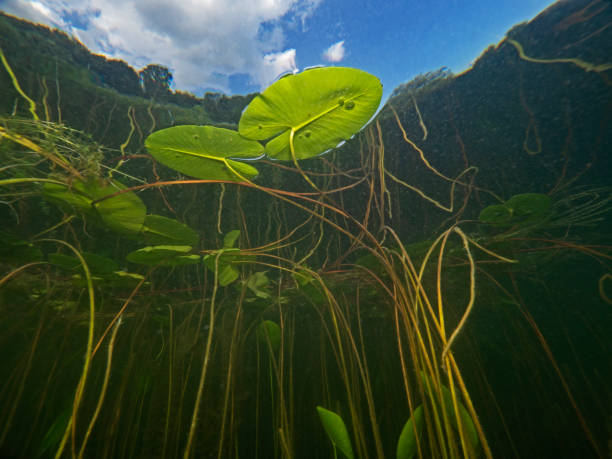 スイレンの葉で作られたキャノピー - 水生植物 ストックフォトと画像