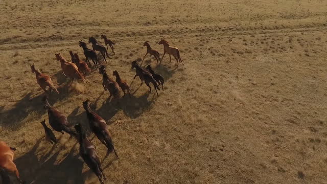 Running horses in the Republic of Kalmykia