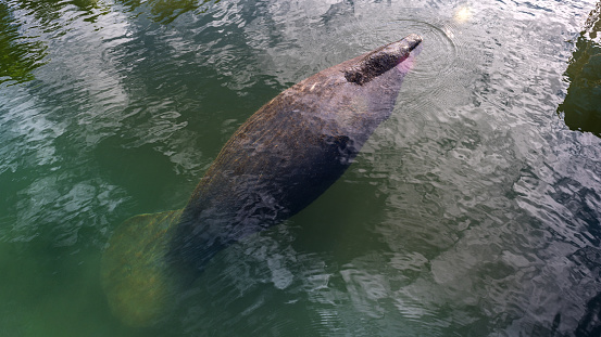 Florida Manatee resting peacefully in the calm waters of Crystal River