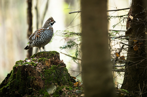 Hazel grouse (Tetrastes bonasia)