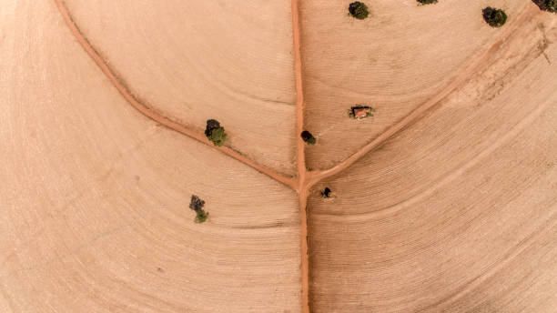 istock Sugarcane plantation field aerial view with sun light. 1351119886
