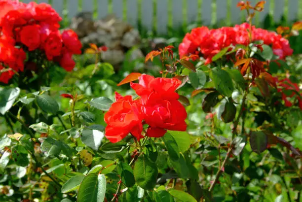 bright red rose on a flowerbed in the garden, in summer