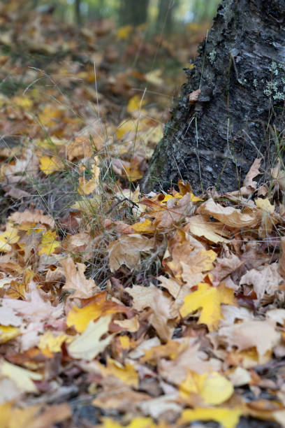 istock Fall leaves on the ground, next to a tree trunk 1351122895
