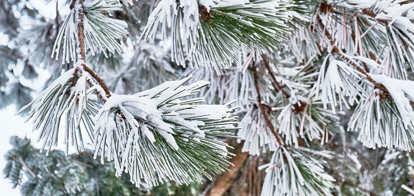 Texture of snow-covered pine branches with long needles as background. Banner
