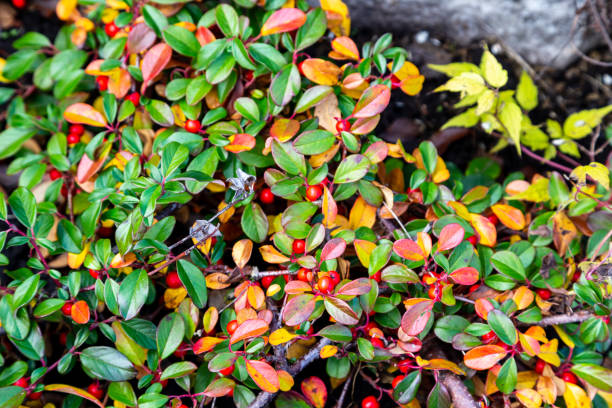 Rockspray cotoneaster (Cotoneaster horizontalis) leaves and berries in a garden Rockspray cotoneaster (Cotoneaster horizontalis) leaves and berries in a garden cotoneaster horizontalis stock pictures, royalty-free photos & images