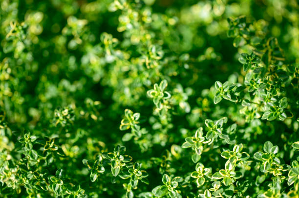 Thyme herb (Thymus Citriodorus) growing. Green leaves background.
