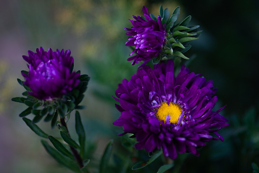 Dark purple asters flowers close-up. Natural green background. Selective focus.