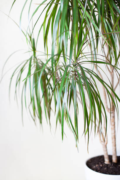istock Close up of dracaena in a white pot on a light grey background. 1351127009