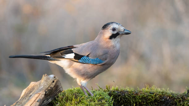 istock Eurasian jay Garrulus glandarius portrait close up 1351128965