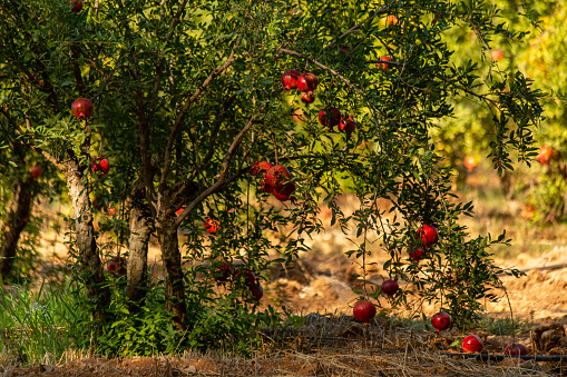 Pomegranate fruit hanging on the branch