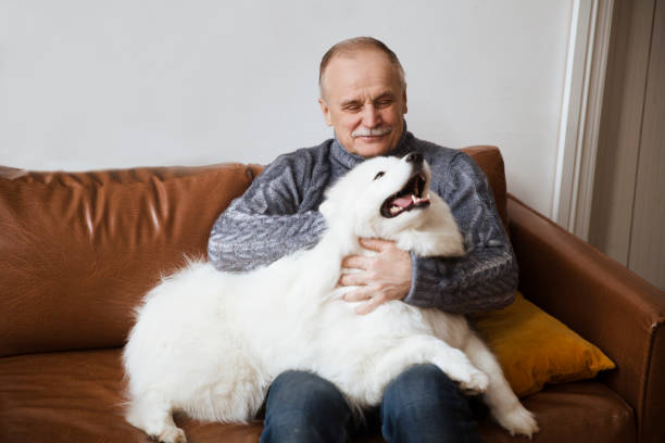 istock happy senior man hugging dog  Samoyed husky sitting on sofa 1351129483