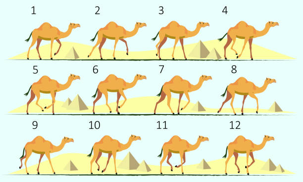 верблюйская анимация. прогулка на велосипеде. походка, двенадцать ключевых позиций. - camel animal dromedary camel desert stock illustrations