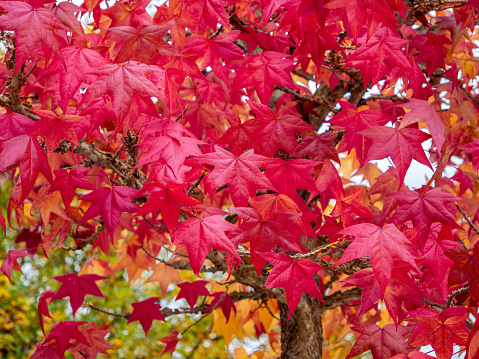 aerial view of autumn colorful forest