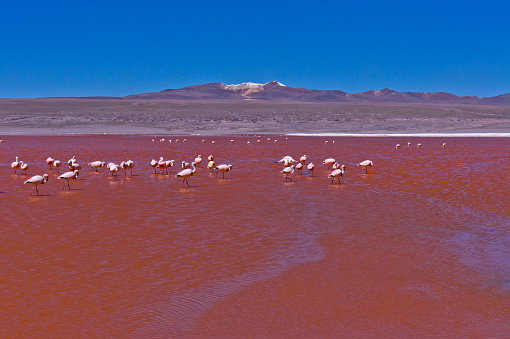 Red Lake, Laguna Colorada, Bolivia, South America