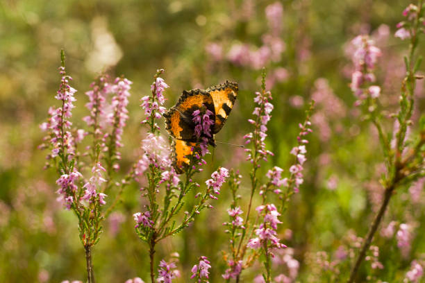 istock Aglais urticae sitting on the heathe 1351133982