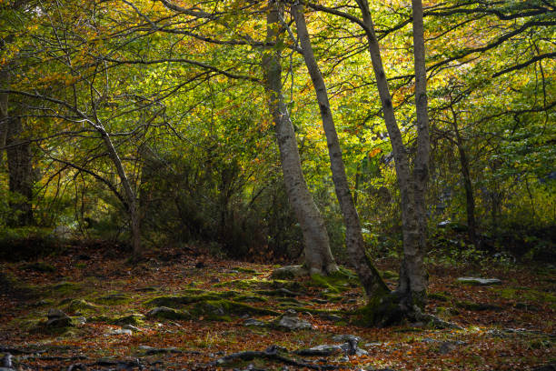 hêtres dans le parc naturel de moncayo, espagne - footpath autumn stone old photos et images de collection